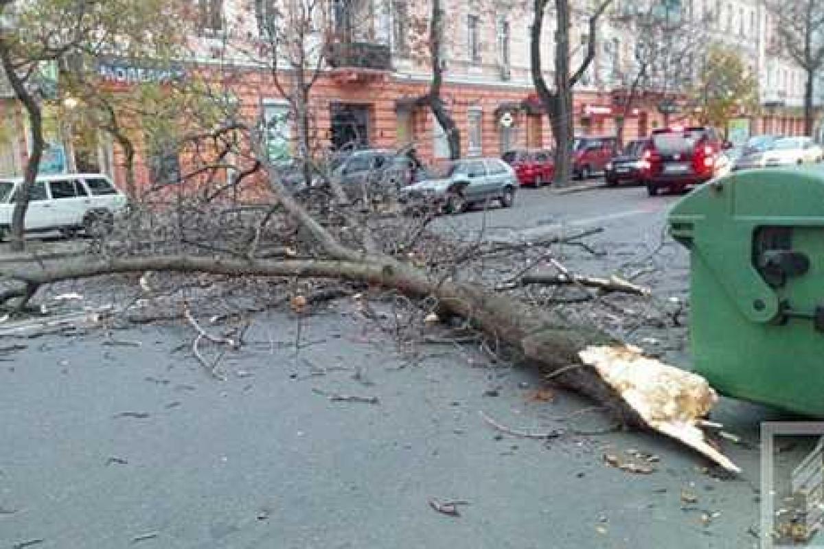 Ураган в Одессе: дерево упало на иномарку, а пенсионерку придавило трубой Ураган в Одессе: дерево упало на иномарку, а пенсионерку придавило трубой