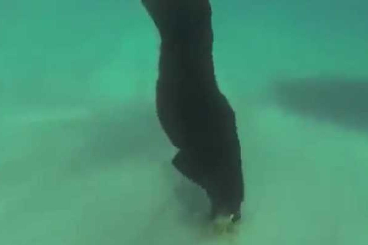 Американец научил собаку доставать лобстеры с морского дна. Видео Американец научил собаку доставать лобстеры с морского дна. Видео