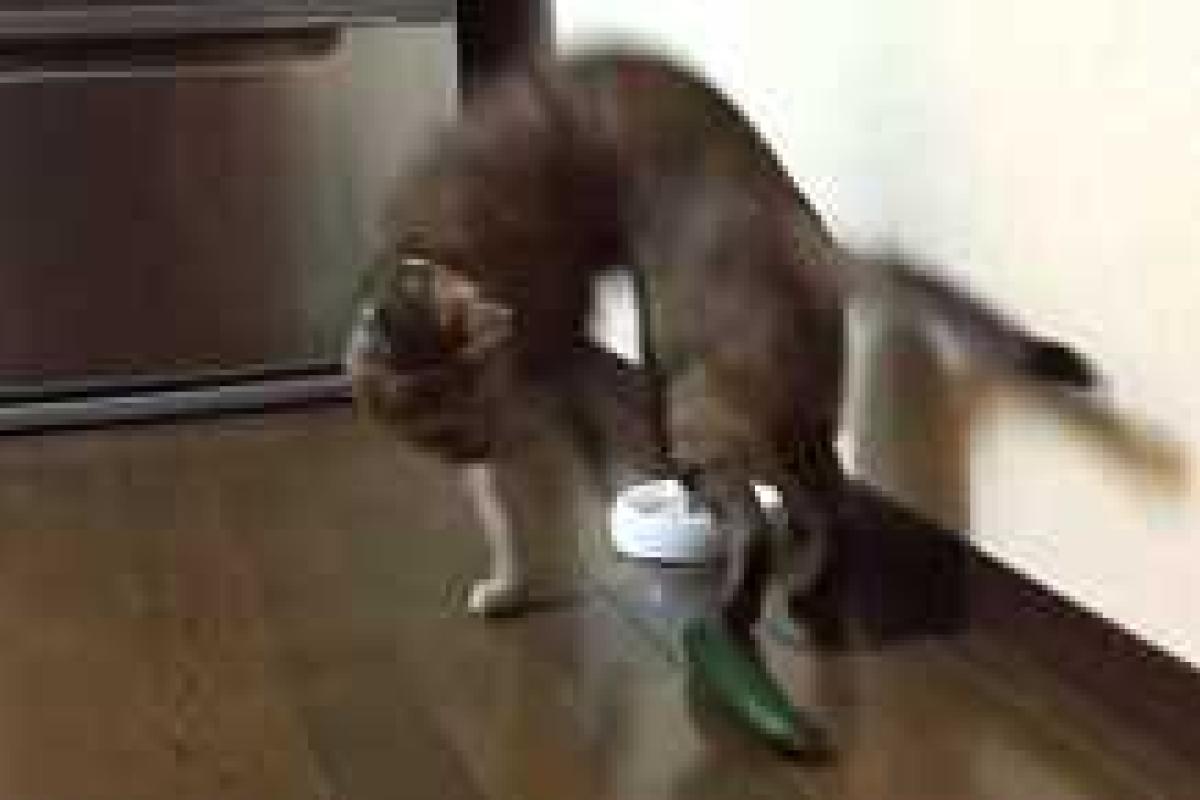 В сети набирает популярности видео с неожиданной реакцией котов на огурцы 