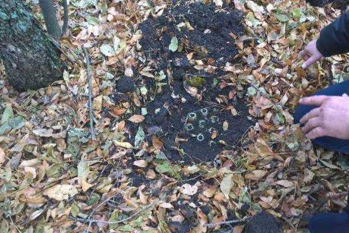 В Донецкой области в лесополосе СБУ разоблачила тайник с оружием В Донецкой области в лесополосе СБУ разоблачила тайник с оружием