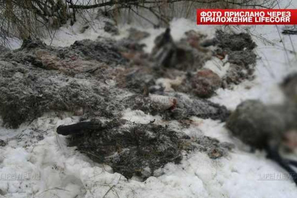 Московские водители шокированы свалкой убитых животных вдоль дороги