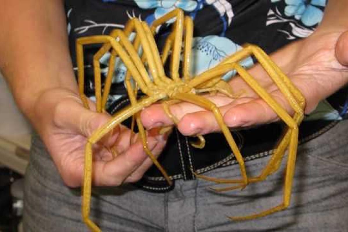 Ученые обнаружили на территории полярной Арктики гигантских пауков