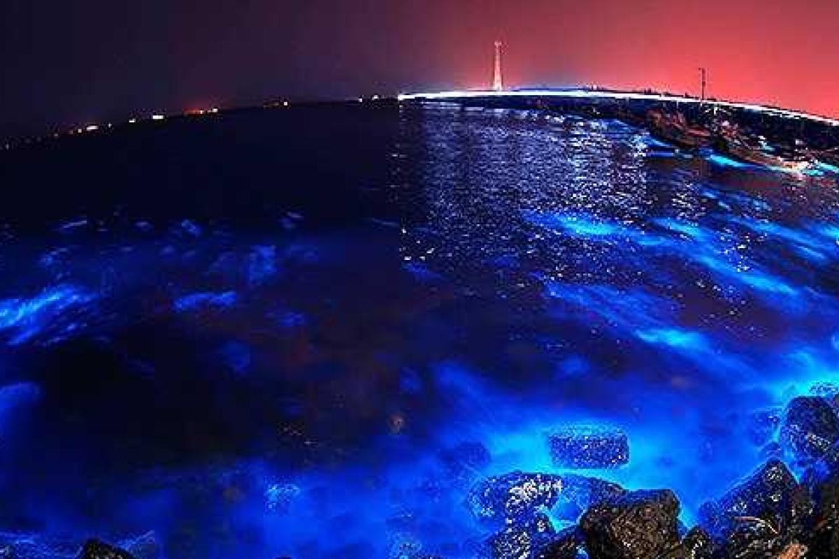 На дне Красного моря найдены неизвестные существа На дне Красного моря найдены неизвестные существа
