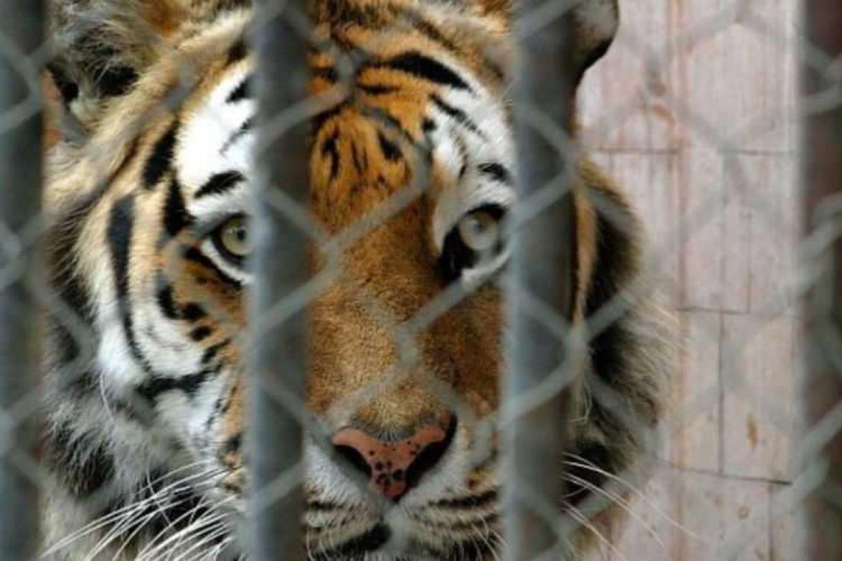 На улице в Воронеже спасатели нейтрализовали тигра На улице в Воронеже спасатели нейтрализовали тигра