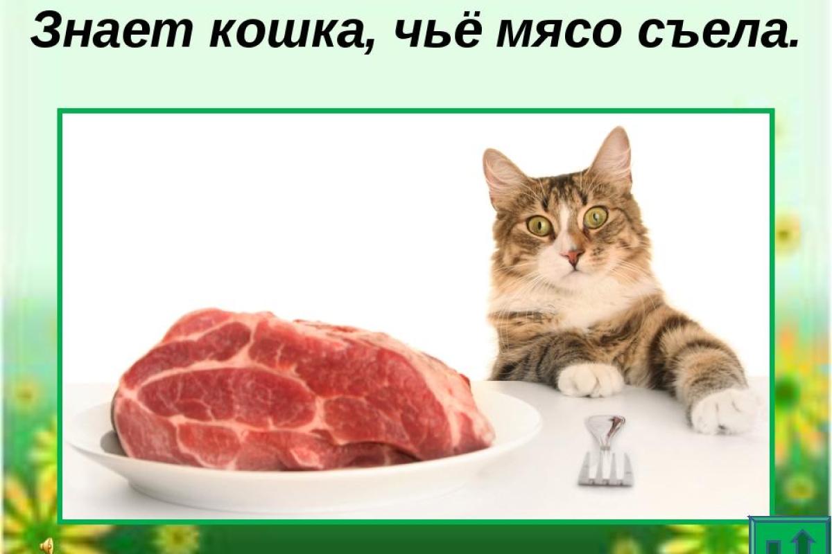 Кормление кошек. Принципы кормления кошек Кормление кошек. Принципы кормления кошек