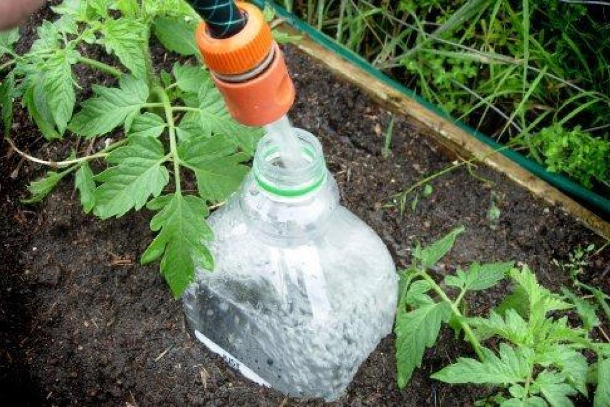 Капельный полив из пластиковых бутылок. Плюсы и минусы Капельный полив из пластиковых бутылок. Плюсы и минусы