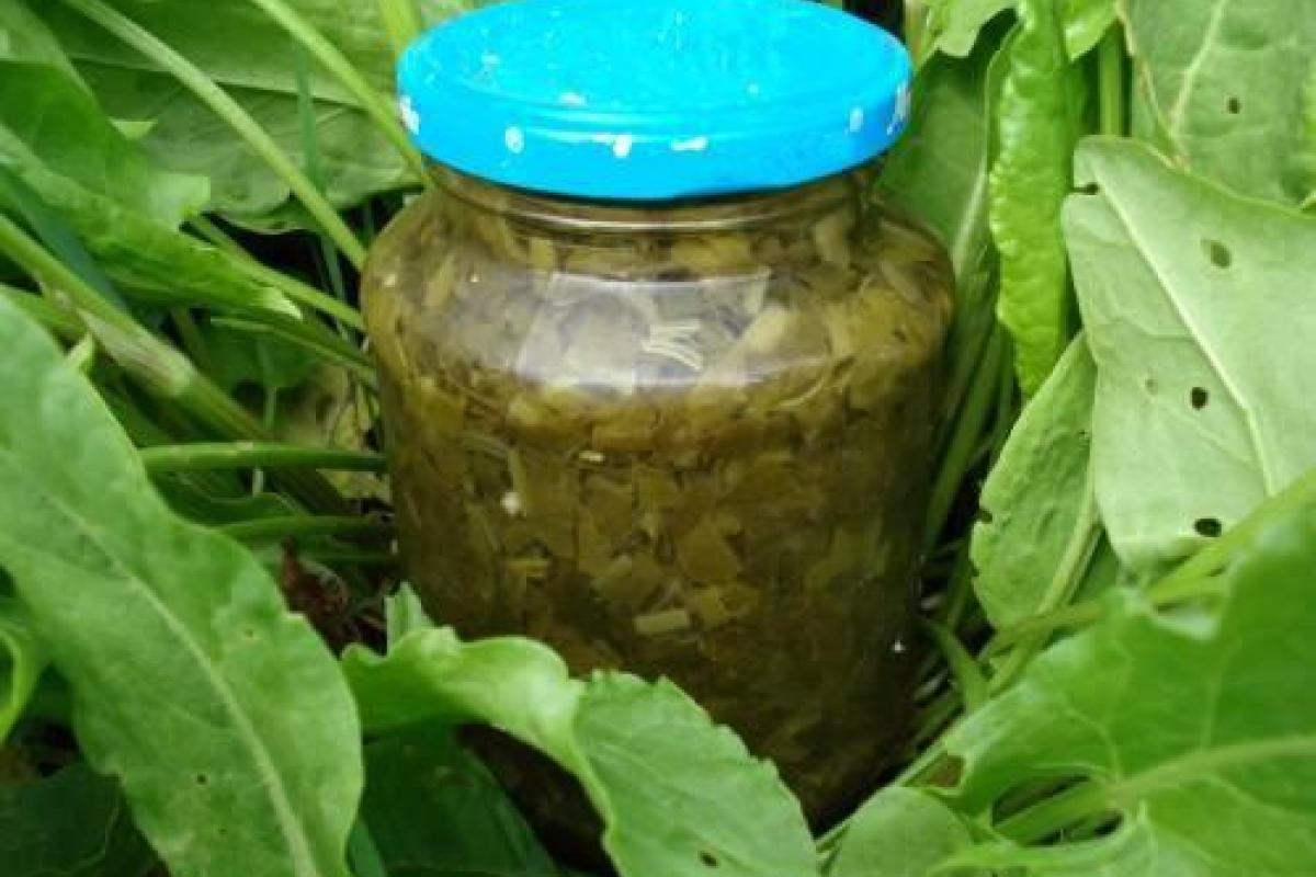 Как закрывать щавель на зиму без соли