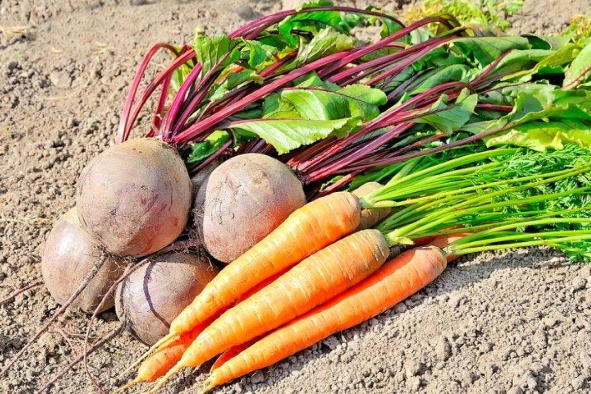 Когда собирать урожай моркови и свеклы Когда собирать урожай моркови и свеклы