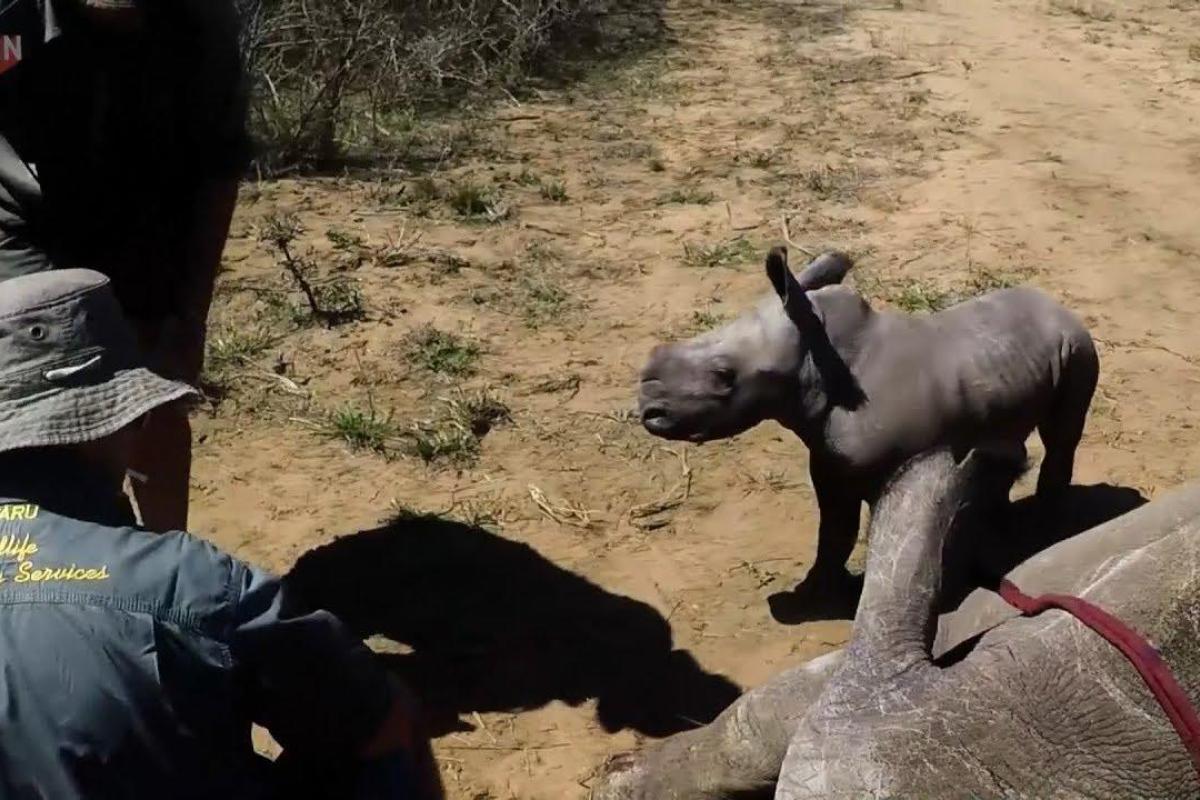 Настоящая любовь: маленький носорог храбро защищает свою маму  Настоящая любовь: маленький носорог храбро защищает свою маму