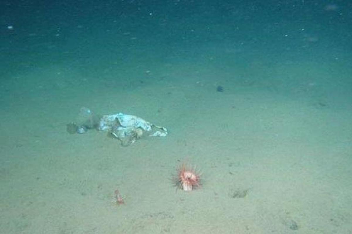 Печальная находка: на дне Марианской впадины найден пластиковый пакет Печальная находка: на дне Марианской впадины найден пластиковый пакет