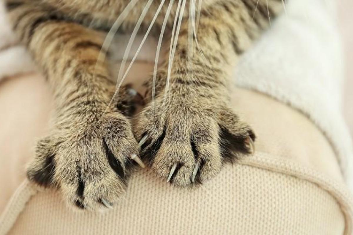 Почему кошки царапают мебель? Почему кошки царапают мебель?
