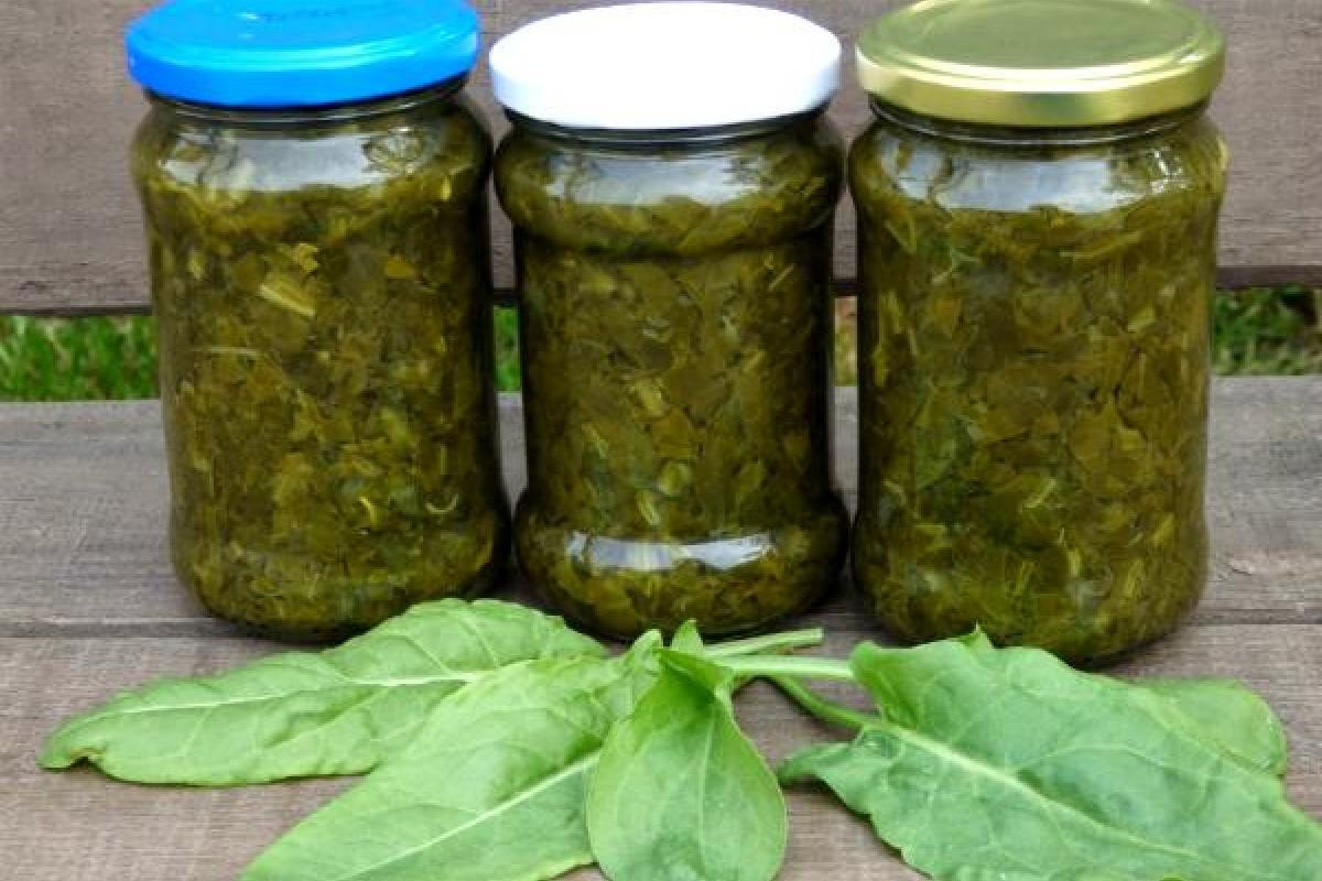 Заготовка щавеля на зиму: простые рецепты Заготовка щавеля на зиму: простые рецепты