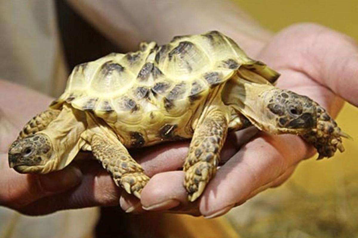 В США обнаружили двухголового детеныша черепахи В США обнаружили двухголового детеныша черепахи