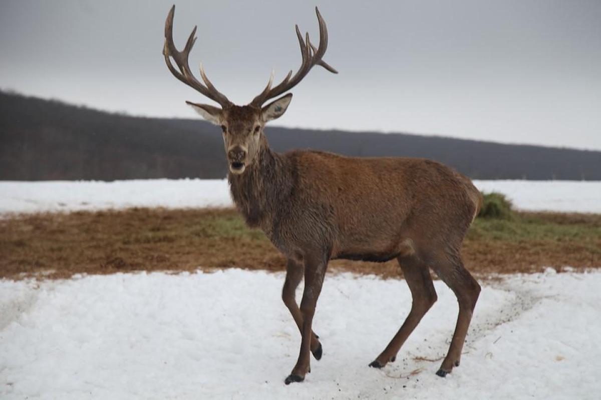 В Финляндии из-за оленя 12 солдат оказались в больнице В Финляндии из-за оленя 12 солдат оказались в больнице