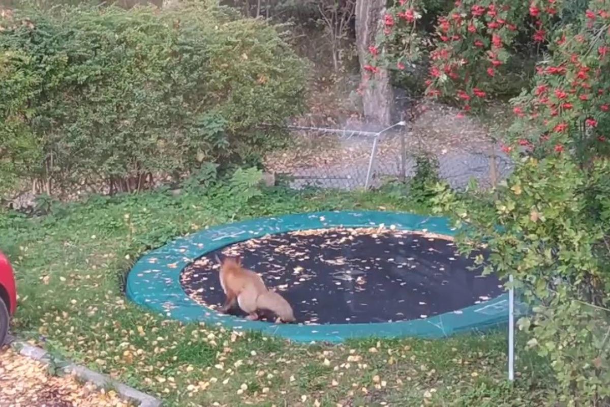 В Швейцарии лиса устроила прыжки на батуте
