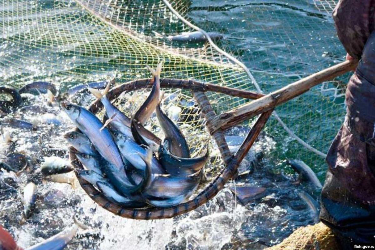 Украина согласовала с Россией квоты на вылов рыбы в Азовском море