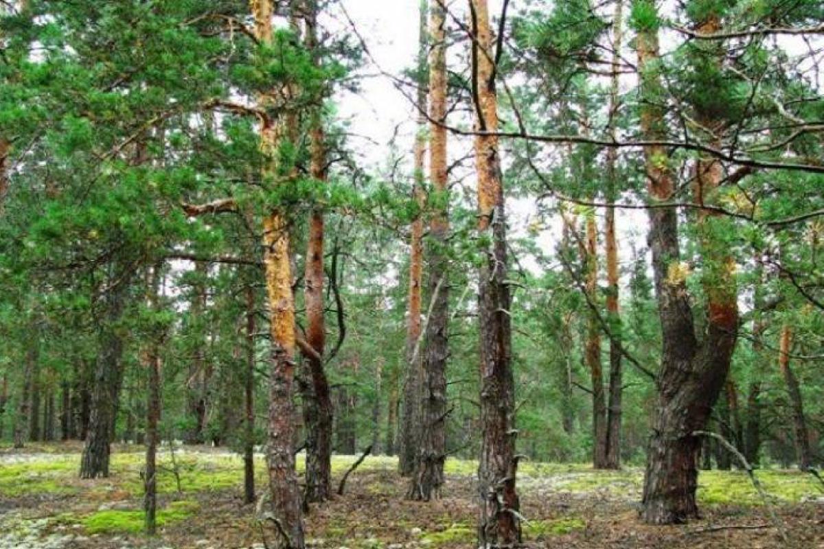 Руководители лесных хозяйств признали три лесхоза Луганской области убыточными