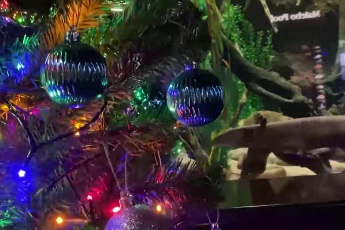 В США электрический угорь зажег огни на рождественской елке: видео В США электрический угорь зажег огни на рождественской елке: видео