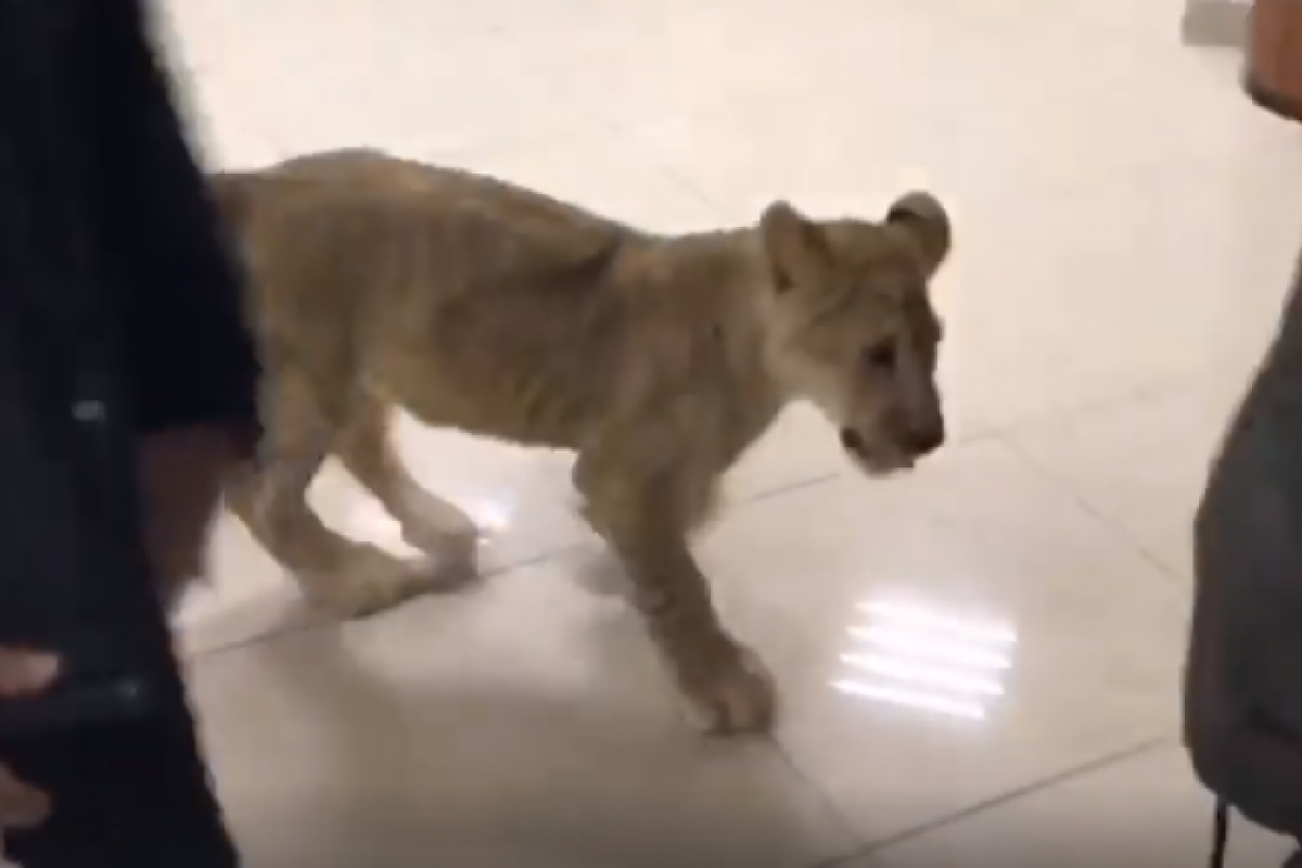 Бегал по торговому залу: в Харькове из зоопарка сбежал львенок