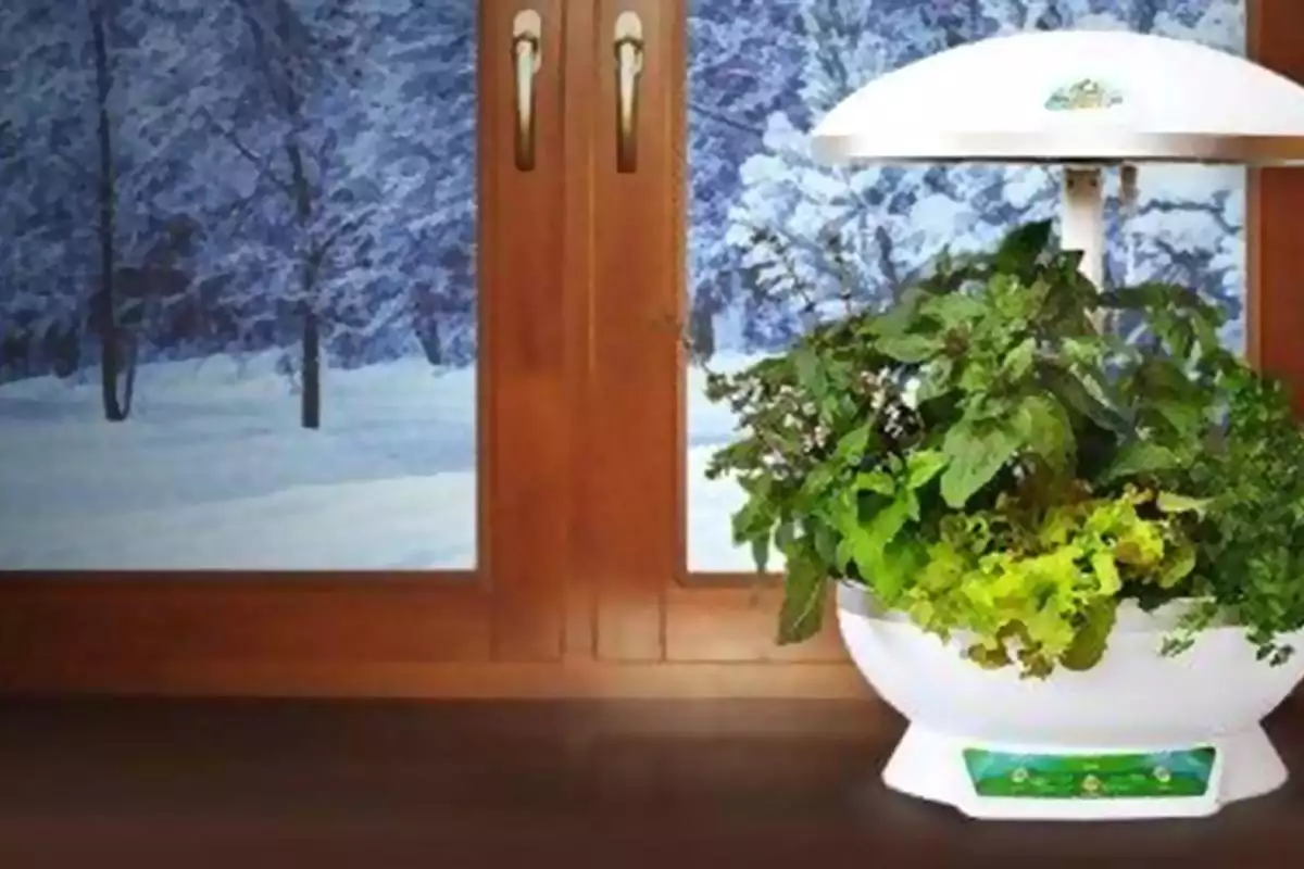 Гідропоніка: домашня теплиця для цілорічного вирощування овочів і зелені