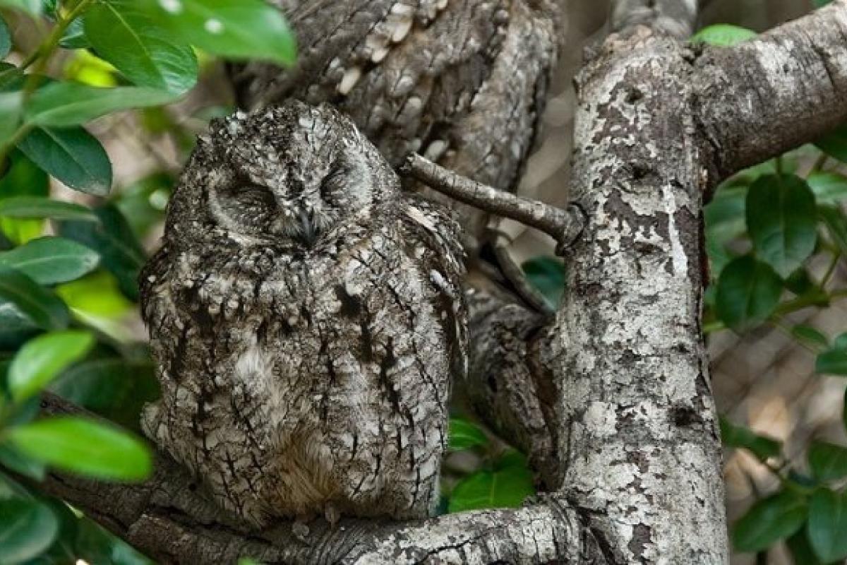 Трепещите, оккупанты!: Боевые совы на службе ВСУ