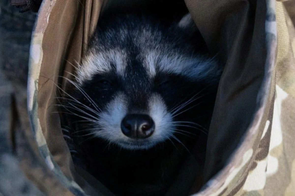 "Это не шутка": Пленный оккупант попросил обменять его на херсонского енота "Это не шутка": Пленный оккупант попросил обменять его на херсонского енота