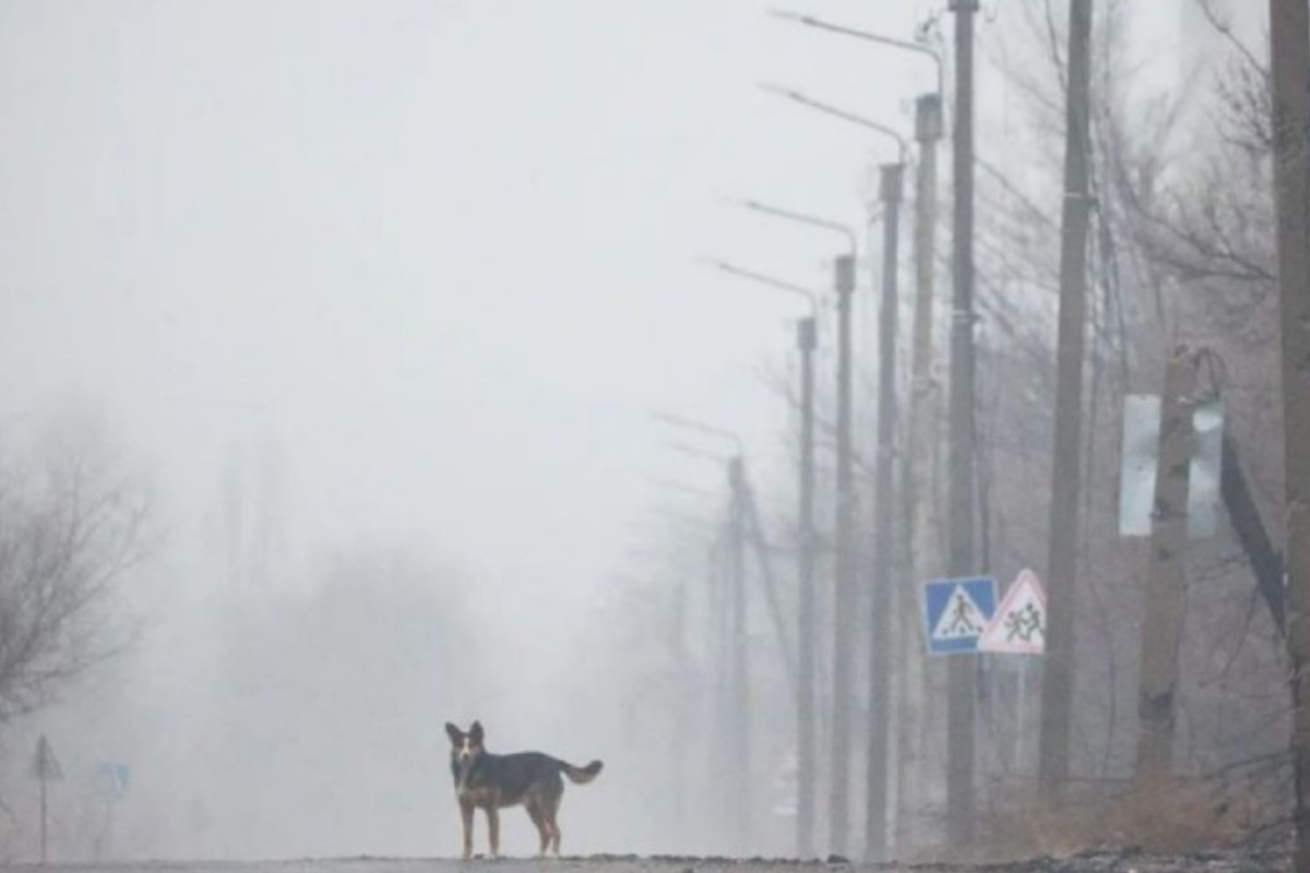"Полное разочарование, уехала в депрессии": В сети поделились впечатлениями о поездке в оккупированный Северодонецк "Полное разочарование, уехала в депрессии": В сети поделились впечатлениями о поездке в оккупированный Северодонецк