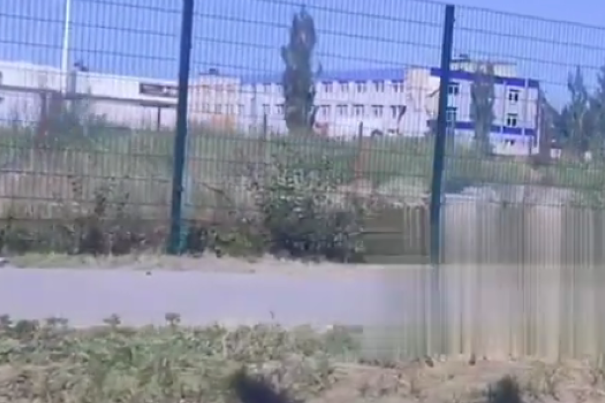 "Из-за амброзии не видно и "толпы" людей": в сети обсуждают свежее видео из Северодонецка "Из-за амброзии не видно и "толпы" людей": в сети обсуждают свежее видео из Северодонецка