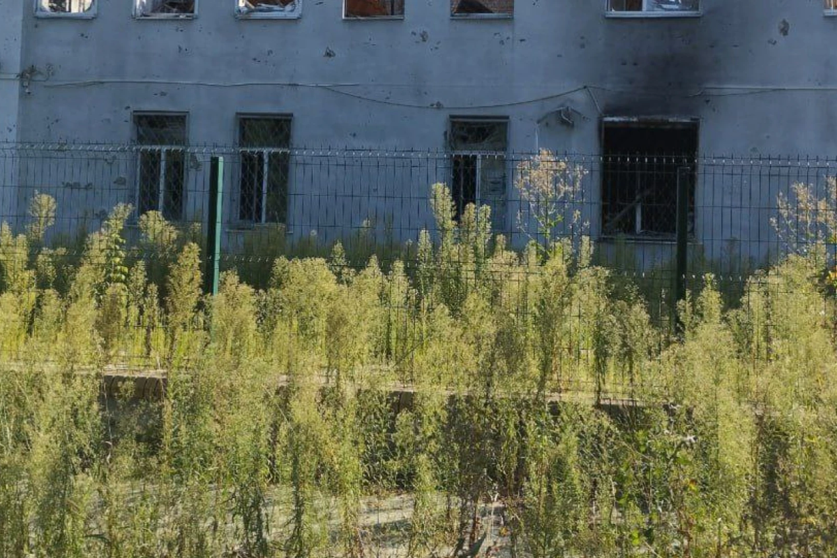 "Город процветает": На тротуарах оккупированного Северодонецка растут тыквы - фото "Город процветает": На тротуарах оккупированного Северодонецка растут тыквы - фото