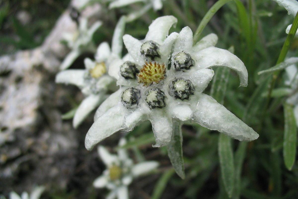 В Украине ожидаются первые заморозки: в каких областях похолодает В Украине ожидаются первые заморозки: в каких областях похолодает