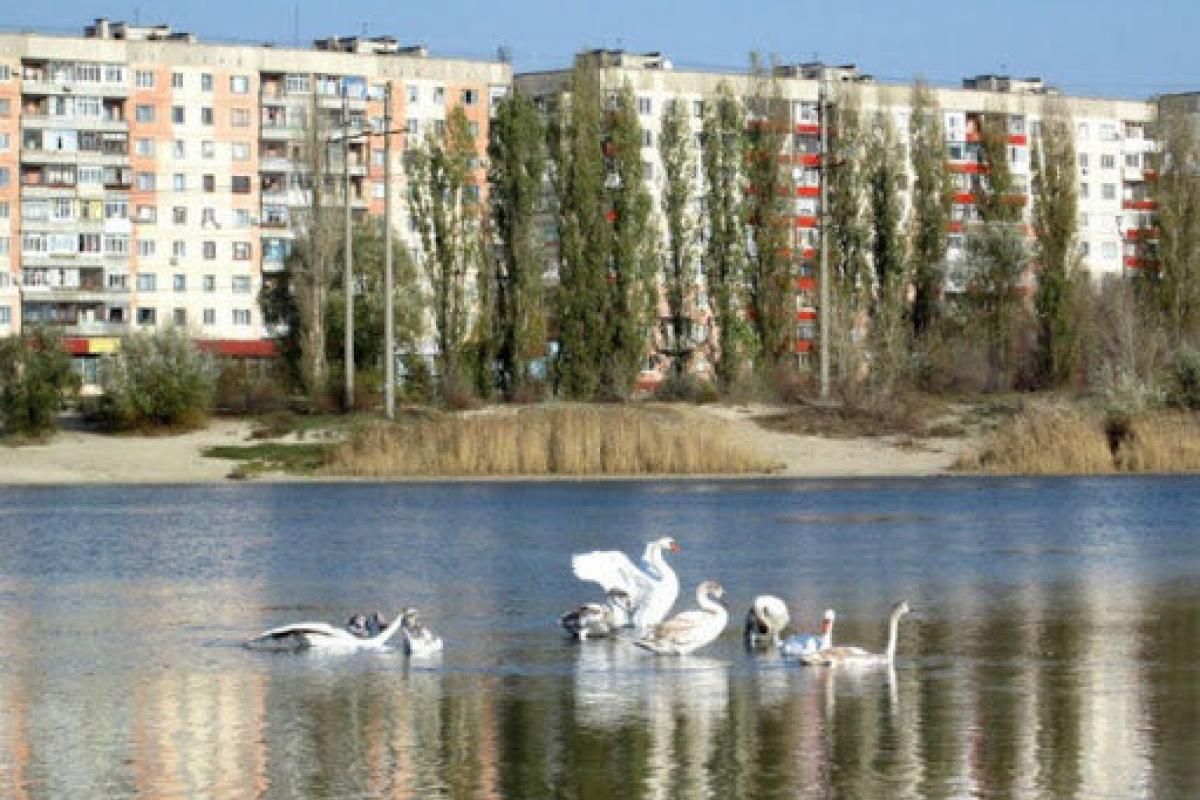 Лебеди и цапли: как сейчас выглядит Чистое озеро в Северодонецке - видео Лебеди и цапли: как сейчас выглядит Чистое озеро в Северодонецке - видео