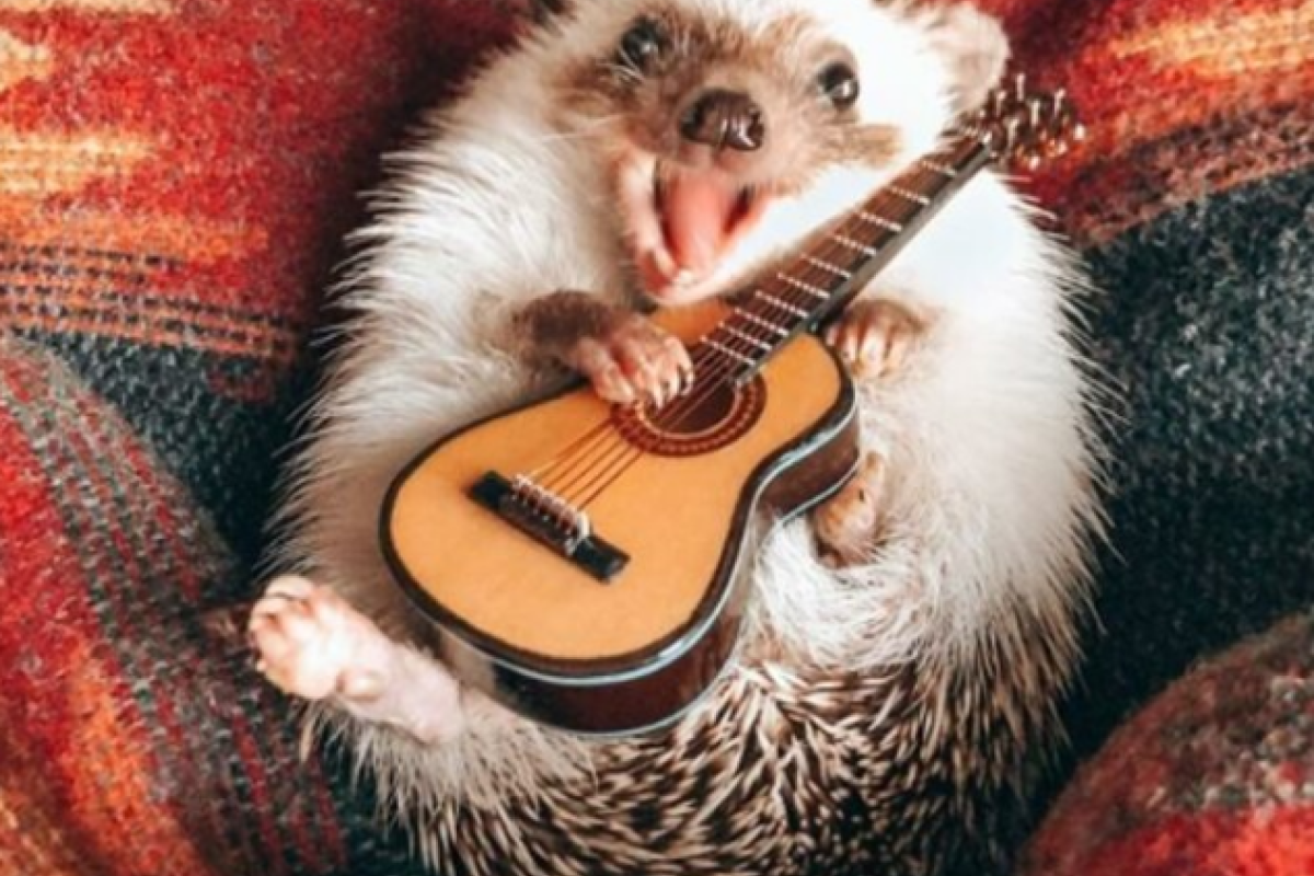 Что нужно для счастья: секрет ежа