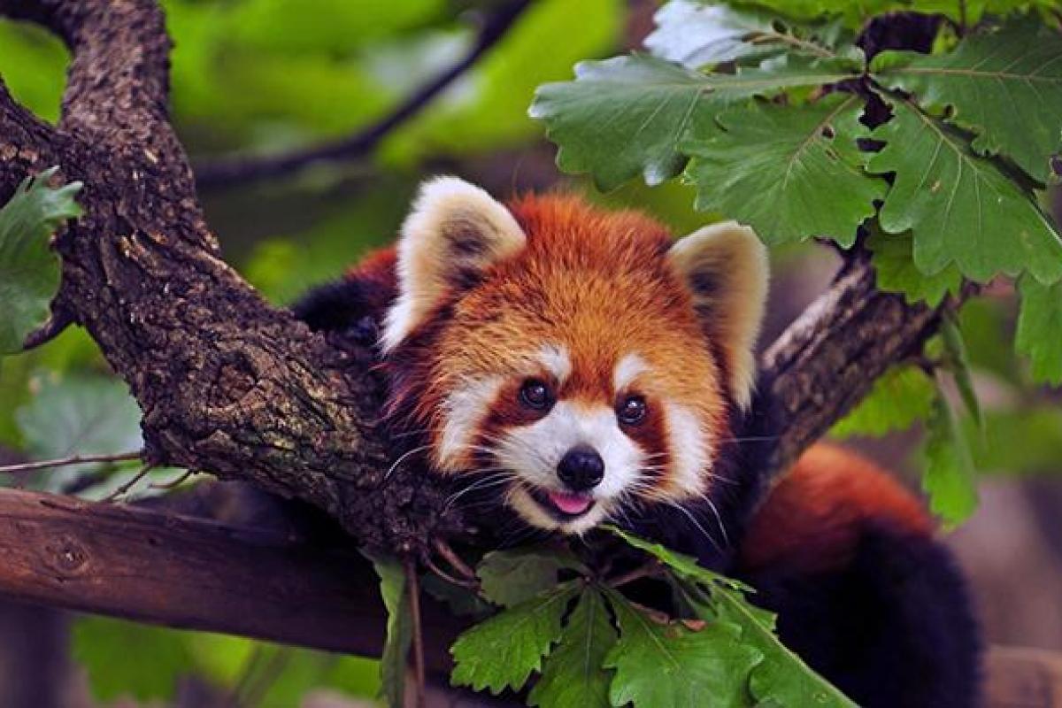 В зоопарке "Милуоки" показали детеныша панды вымирающего вида: видео В зоопарке "Милуоки" показали детеныша панды вымирающего вида: видео