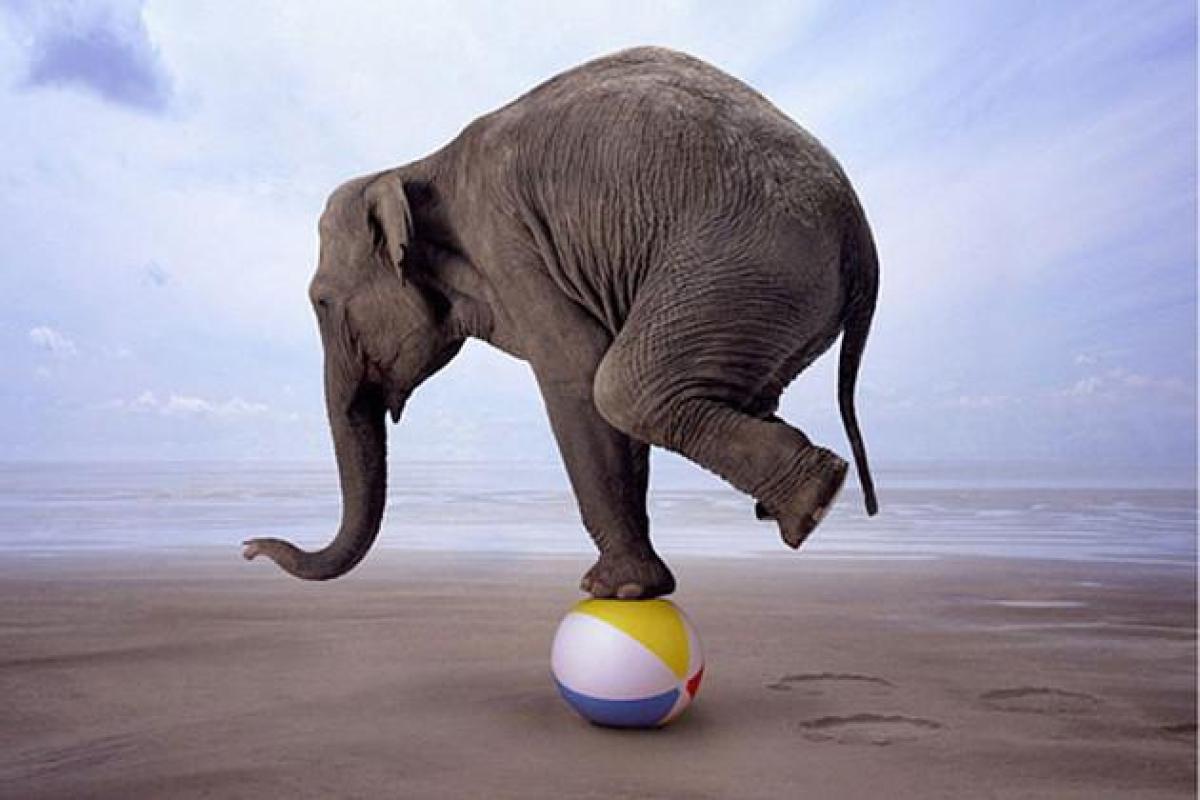 По центру Харькова разгуливал слон без присмотра: видео По центру Харькова разгуливал слон без присмотра: видео