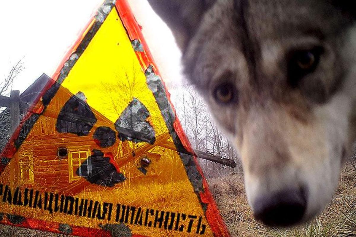 В Чернобыльской зоне появилось редчайшее опасное животное: фото В Чернобыльской зоне появилось редчайшее опасное животное: фото