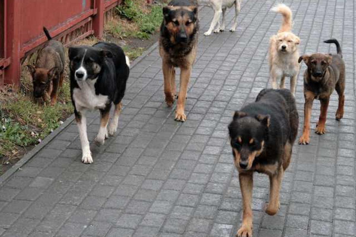 На жителей Лисичанска нападают бездомные собаки На жителей Лисичанска нападают бездомные собаки