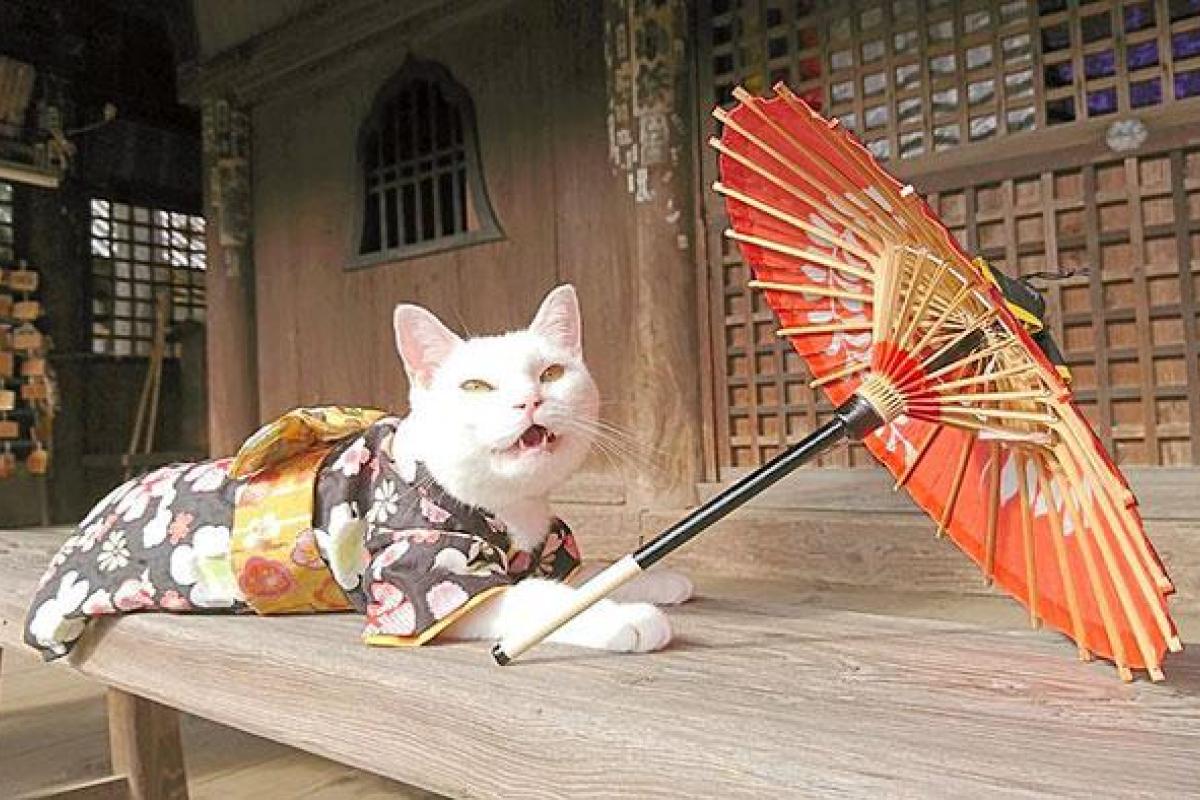 В Японии построили уникальный кошачий храм: фото В Японии построили уникальный кошачий храм: фото