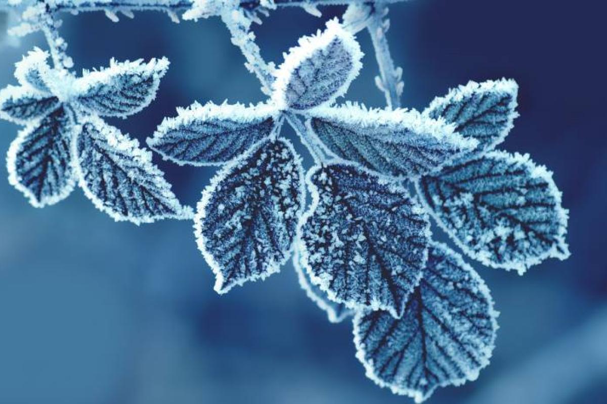Морозы за -20°C: на Украину идет самая холодная за последние 30 лет зима Морозы за -20°C: на Украину идет самая холодная за последние 30 лет зима
