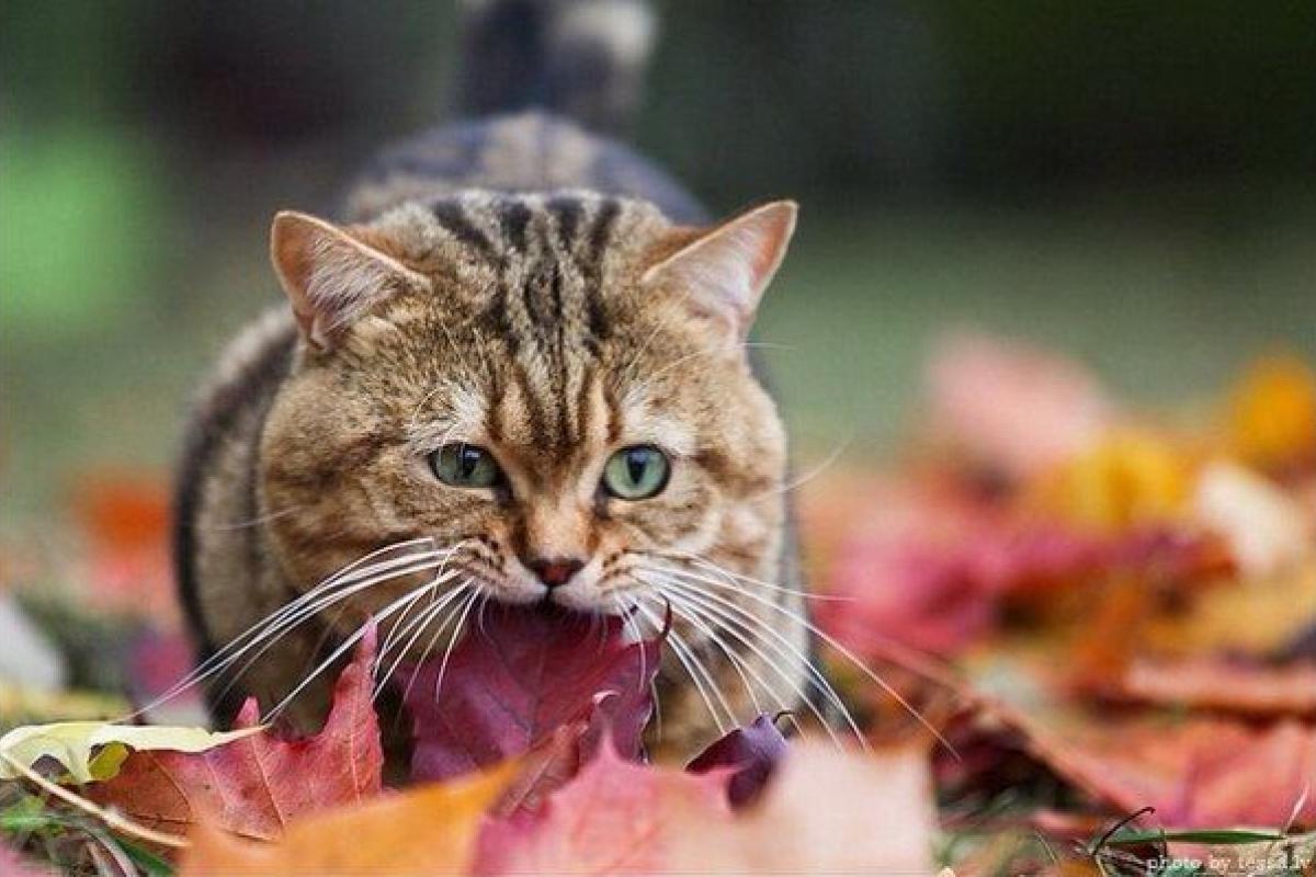 "До +20 градусов": погода преподнесет украинцам сюрприз