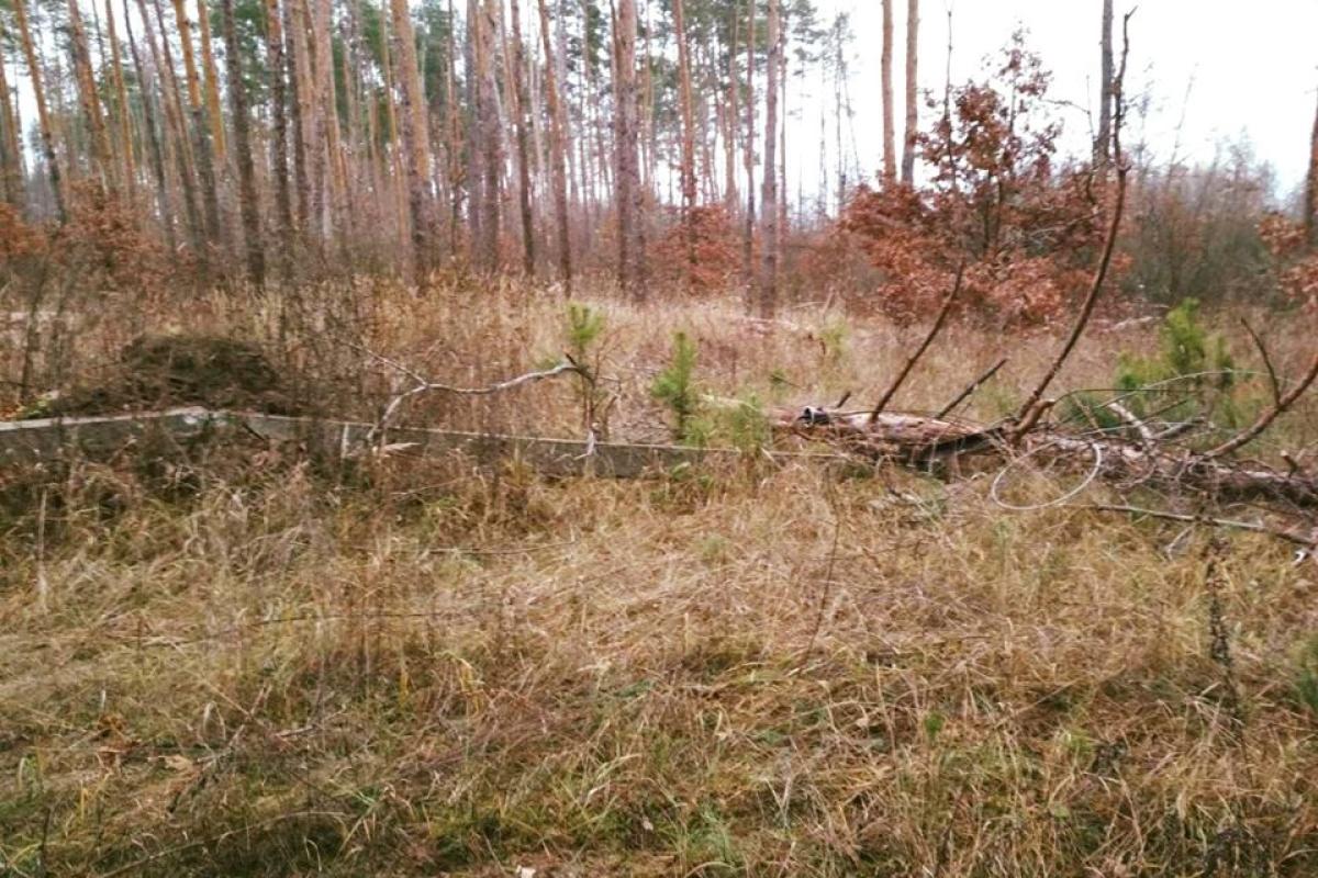 Два населенных пункта Луганщины остались без света из-за "черных лесорубов" Два населенных пункта Луганщины остались без света из-за "черных лесорубов"