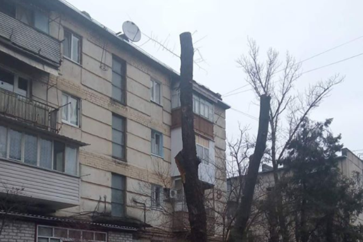 "Варвары!": радикальное "омоложение" деревьев обескуражило жителей Северодонецка "Варвары!": радикальное "омоложение" деревьев обескуражило жителей Северодонецка