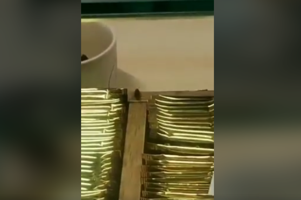 "Противно": в кафе Северодонецка жирный таракан "развлекал" посетителей "Противно": в кафе Северодонецка жирный таракан "развлекал" посетителей