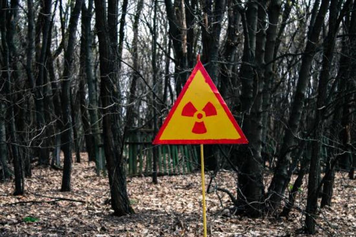Не боятся людей: в Чернобыле разгуливают 600-килограммовые гиганты (фото) Не боятся людей: в Чернобыле разгуливают 600-килограммовые гиганты (фото)