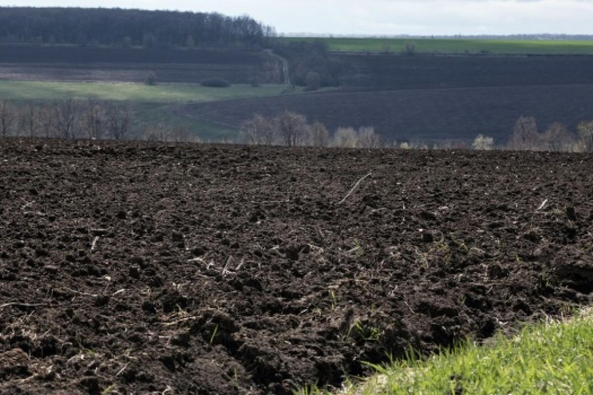 В "Слуге народа" сообщили, сколько будет стоить гектар украинской земли и где она будет продана в первую очередь В "Слуге народа" сообщили, сколько будет стоить гектар украинской земли и где она будет продана в первую очередь