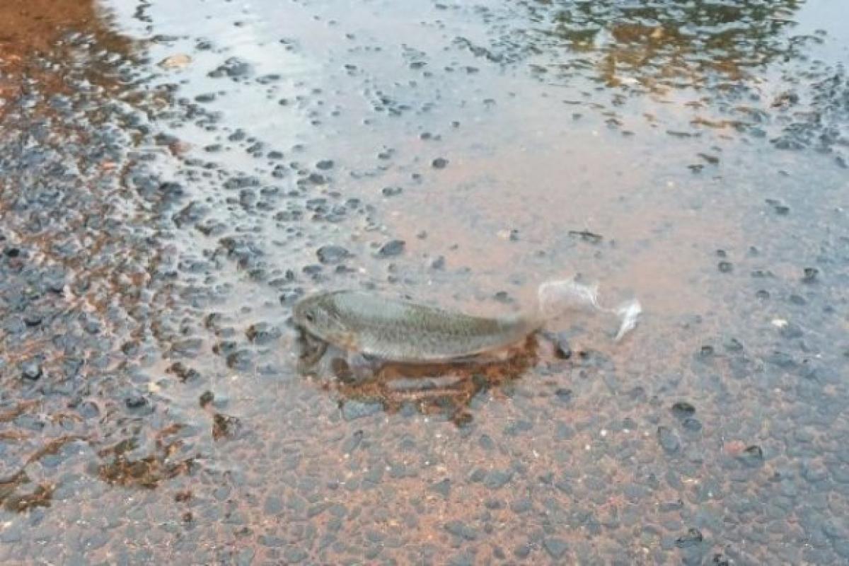 В Австралии выпал удивительный дождь из рыбы (фото) В Австралии выпал удивительный дождь из рыбы (фото)