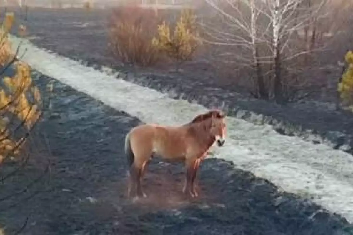 Голодные животные бродят по пепелищу: Чернобыльский заповедник нуждается в помощи Голодные животные бродят по пепелищу: Чернобыльский заповедник нуждается в помощи