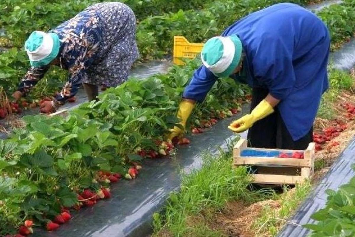 В СМИ назвали число украинцев, уехавших во время карантина в Польшу на заработки В СМИ назвали число украинцев, уехавших во время карантина в Польшу на заработки
