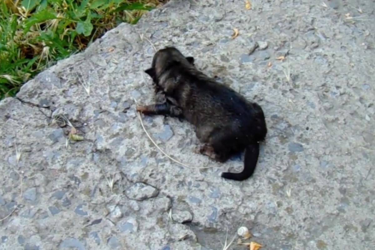 Жестокий Лисичанск: изверги завязали в пакет щенков и бросили в выгребную яму туалета (видео) Жестокий Лисичанск: изверги завязали в пакет щенков и бросили в выгребную яму туалета (видео)