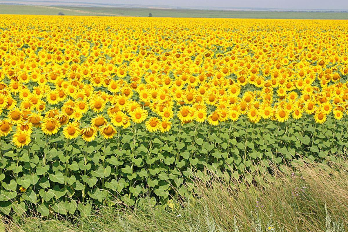 В Украину возвращается жара, однако в некоторых регионах - дожди В Украину возвращается жара, однако в некоторых регионах - дожди