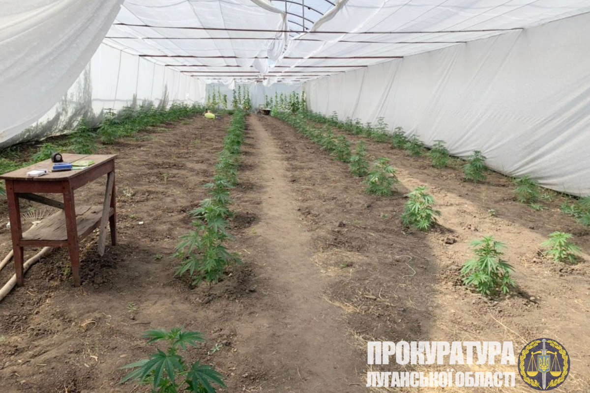 На Луганщині викрили наркоділка, який вирощував коноплю на присадибній ділянці На Луганщині викрили наркоділка, який вирощував коноплю на присадибній ділянці